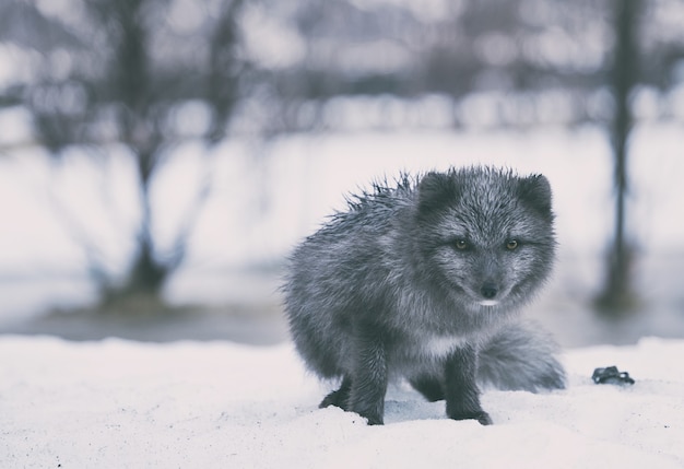 Fotografía de enfoque selectivo de lobo negro