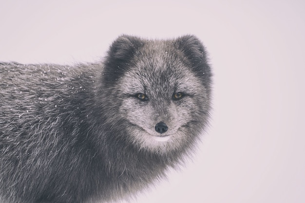 Fotografía de enfoque selectivo de lobo