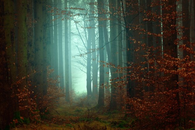 Fotografía forestal