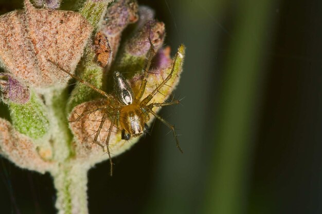 Fotografía macro de una araña en una planta con flores