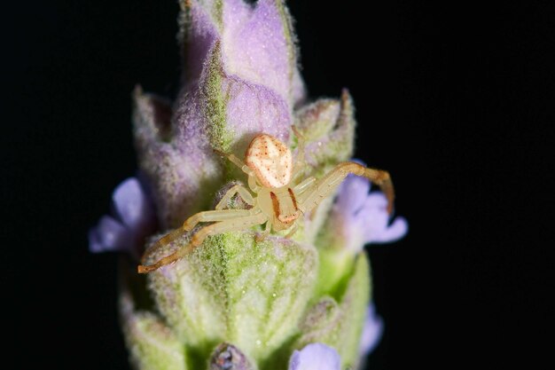 Fotografía macro de una araña en una planta con flores