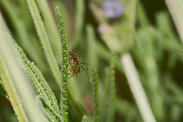 Fotografía macro de una araña en una planta con flores