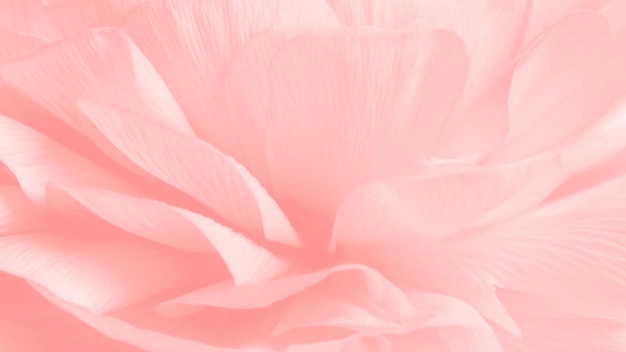 Fotografía macro de flor de ranúnculo rosa