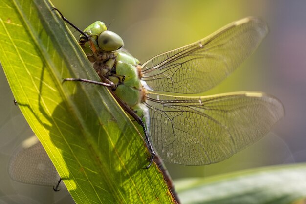 Fotografía macro de un gran dargonfly verde de pie sobre una hoja durante un día soleado