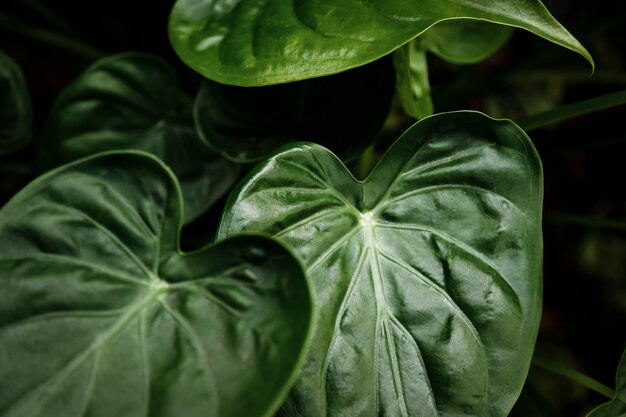 Fotografía macro de hermosas hojas verdes