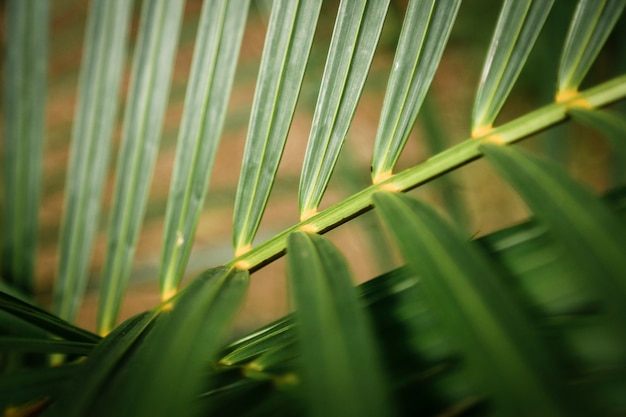 Fotografía macro hoja tropical con fondo borroso