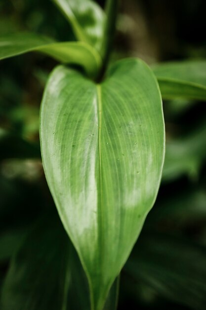 Fotografía macro de hoja verde con fondo borroso