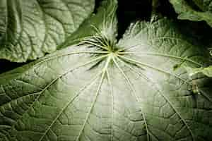 Foto gratuita fotografía macro de hoja verde tropical