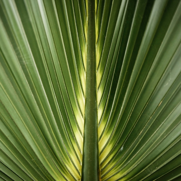 Fotografía macro de hoja verde tropical