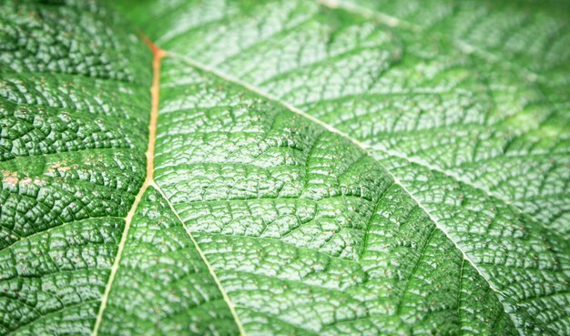 Fotografía macro de hoja verde