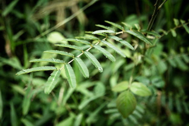 Fotografía macro de hojas tropicales