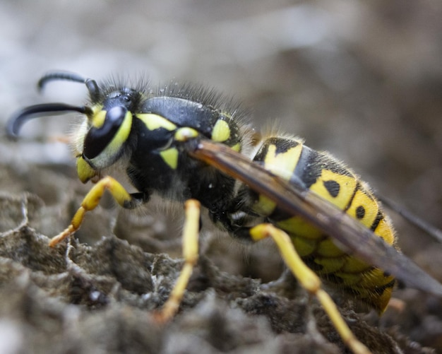 Foto gratuita fotografía macro horizontal de una avispa en un nido