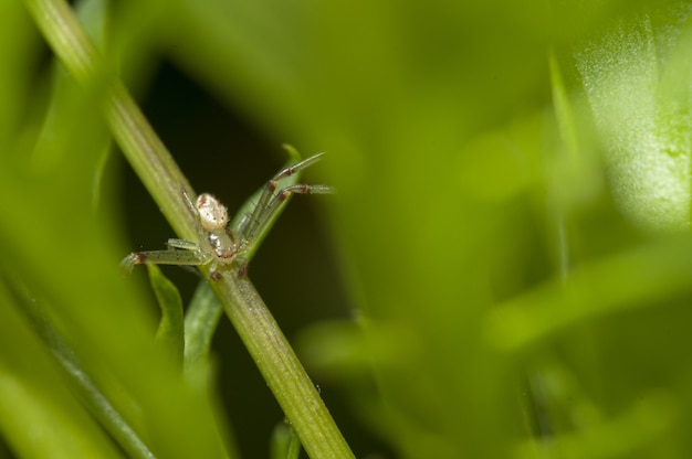Fotografía macro de un pequeño insecto sentado en una rama verde