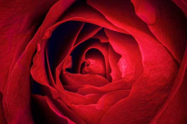Fotografía macro de pétalos de rosa roja