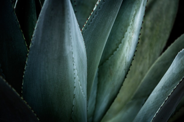 Fotografía macro de plantas tropicales hermosas