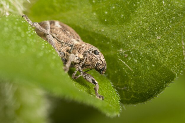 Fotografía macro de un saltamontes con alas de banda sentado en una hoja verde fresca