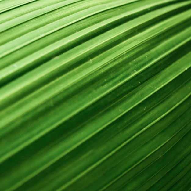 Fotografía macro de textura de hoja hermosa