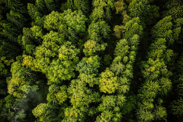 fotografía de la naturaleza desde el aire