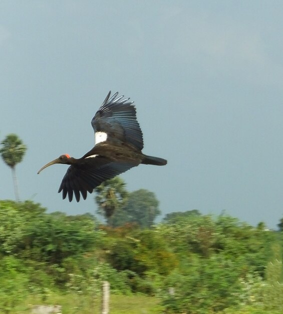 Fotografía de pájaro