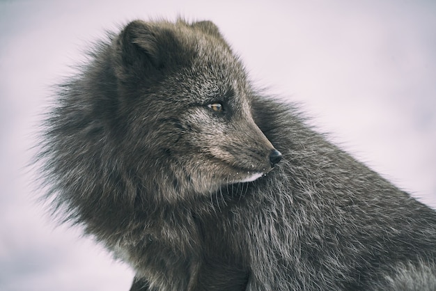 Fotografía de primer plano de animal gris