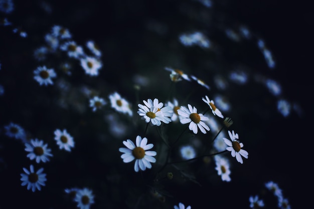 Fotografía de primer plano con poca luz de hermosas margaritas blancas en un campo