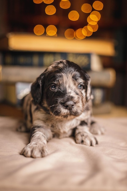 Foto gratuita fotografía vertical de un perro ponedor