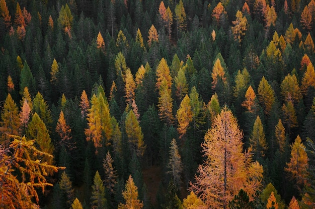 Fotografía de vista aérea del bosque