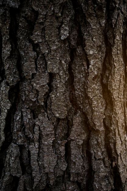 Fotograma completo de corteza de árbol