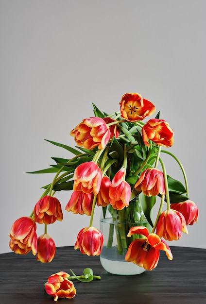 Frasco de vidrio con un ramo de hermosos tulipanes rojo-amarillos que se desvanecen contra el fondo de una pared blanca, sobre una mesa de madera negra