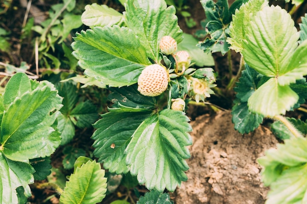 Fresa inmadura en la planta