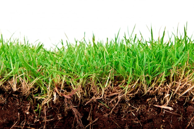 Fresca hierba verde de la primavera con el suelo aislado en el fondo blanco.