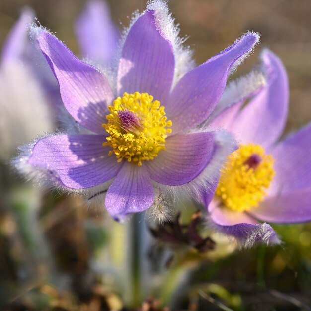 &quot;Frescas flores púrpuras y amarillas&quot;