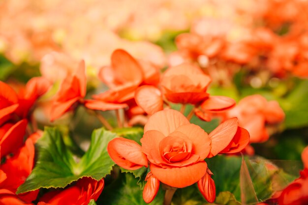 Frescas flores rojas exóticas en la luz del sol