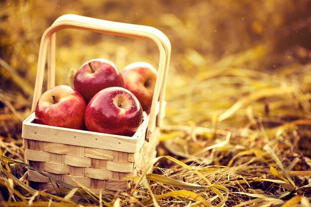 Frescas sabrosas manzanas rojas en la cesta de madera sobre fondo rojo de otoño