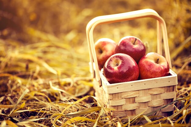 Frescas sabrosas manzanas rojas en la cesta de madera sobre fondo rojo de otoño