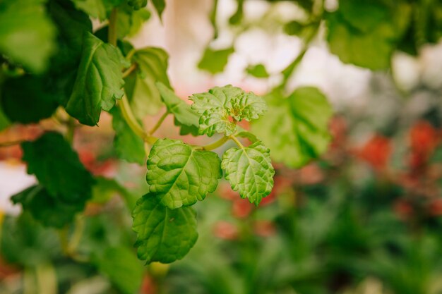 Fresco tallo verde tierno con hojas