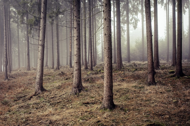 Frío bosque helado envuelto en niebla