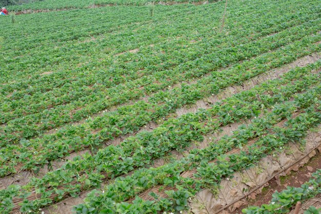 Frío rancho de fresas de montaña.