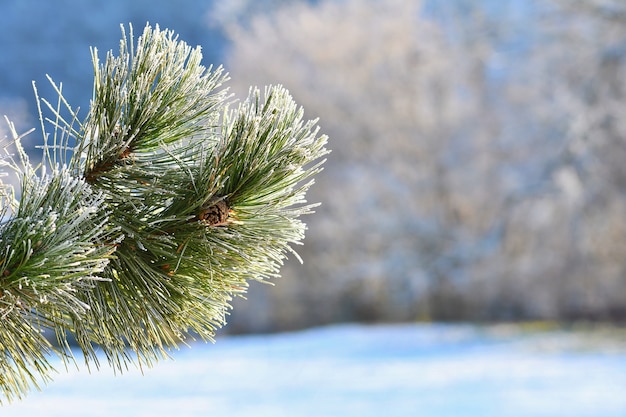 Frost y nieve en las ramas. Hermoso fondo estacional de invierno. Foto de la naturaleza congelada.