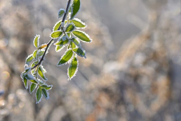 Frost en las ramas. Invierno hermoso fondo natural de temporada.