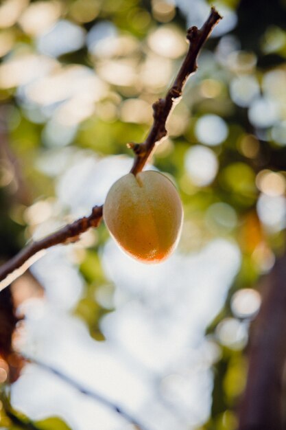 Fruta amarilla en la rama de un árbol marrón durante el día