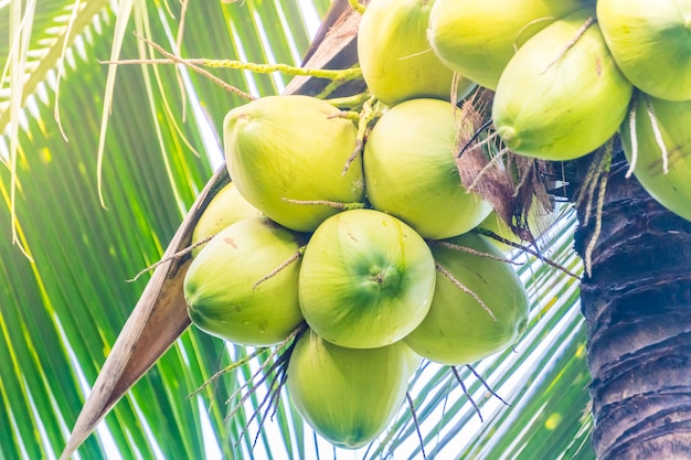 Foto gratuita fruta de coco