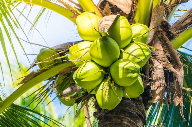 Fruta de coco