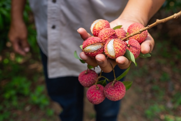 fruta de lichi