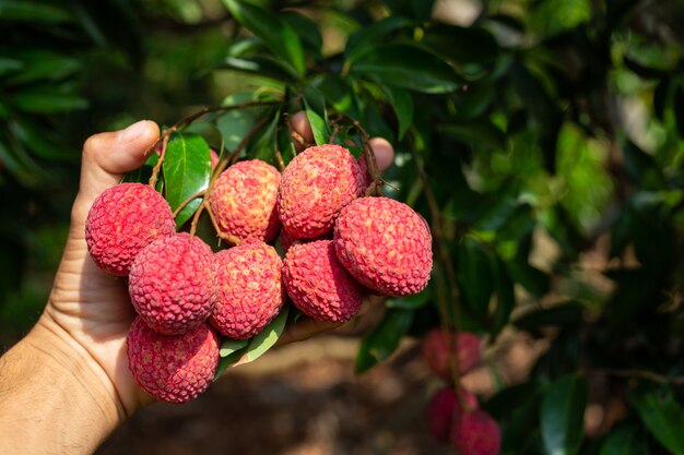 fruta de lichi