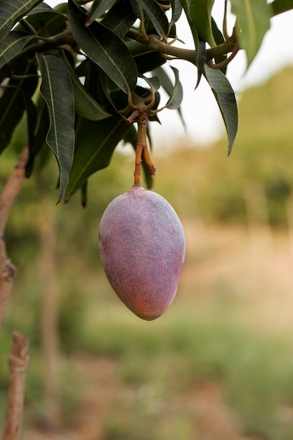 Fruta de mango crudo en un árbol