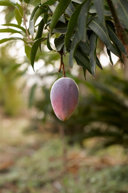 Fruta de mango crudo en un árbol