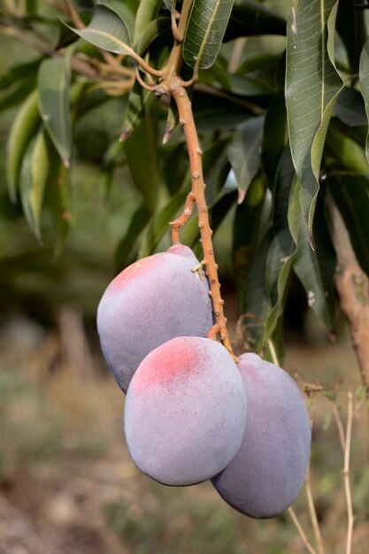 Fruta de mango crudo en un árbol