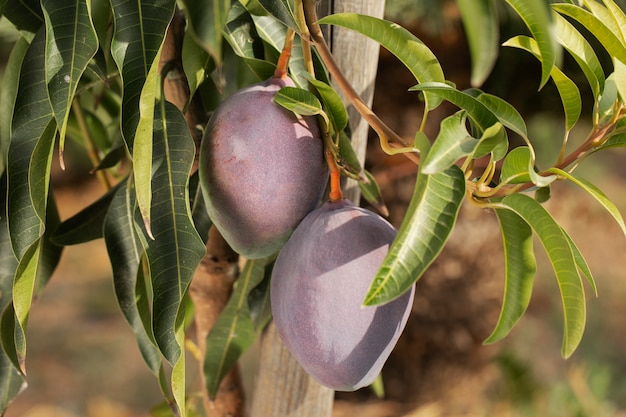 Fruta de mango crudo en un árbol