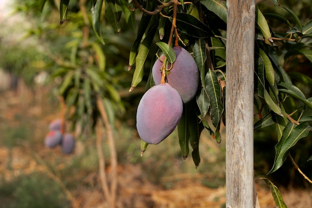 Fruta de mango crudo en un árbol